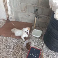 سگ پا کوتا