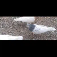 کله الماسی و کله سبز کلاهی|پرنده|کرمان, |دیوار