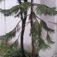 کاج مطبق|گل و گیاه طبیعی|رشت, چمارسرا|دیوار