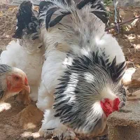 جوجه نژاد غول پیکر برهما لایت