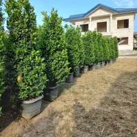فروش انواع گل و گیاه به صورت عمده|خدمات باغبانی و درختکاری|رامسر, |دیوار