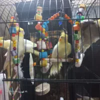 عروس هلندی|پرنده|شهر ری, دولت‌آباد|دیوار