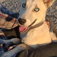 فروش|سگ|کرج, اخترآباد|دیوار