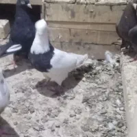 کبوتر هوا