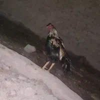 خروس|حیوانات مزرعه|سراوان, |دیوار