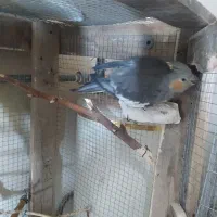 عروس هلندی|پرنده|ایذه, |دیوار