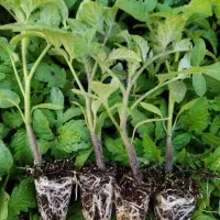 نشا(شتیل) گوجه بذر خارجی ردستون