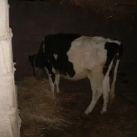 سلام گاو ولشتن برای نگهداری|حیوانات مزرعه|گنبکی, |دیوار