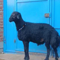 قوچ بره قوچ میش