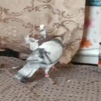 کفتر کبوتر.طوقی با جوجه سار چینی سینه مشدی.|پرنده|گلبهار, شهر جدید گلبهار|دیوار