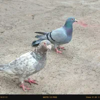 یه جفت کفتر خوب به شر ط پرش وتخم وجوجه دم تخمن