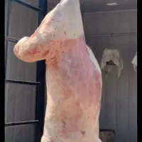 فروش گوسفند زنده مغان و افشار نسیم شهر