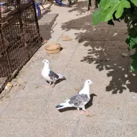 دو عدد زاجر نر