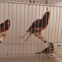 قناری سرخ|پرنده|مشهد, حرم مطهر رضوی|دیوار