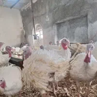 بوقلمون گوشتی ارزان