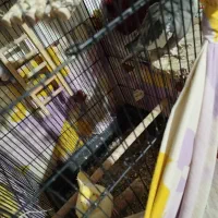 عروس هلندی|پرنده|رشت, پاره بیجار|دیوار