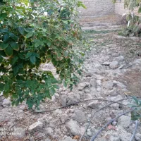 اجاره آب وزمین کشاورزی