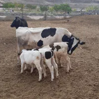 کارگر  گاوداری