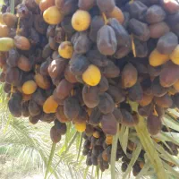 حرما بریم و گنطار درجه یک|خوردنی و آشامیدنی|شادگان, |دیوار