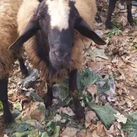 قوچ اصیل شال