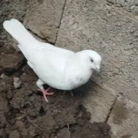سه کبوتر زیبا