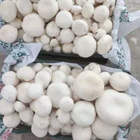 پرورش قارچ در انباری خانه