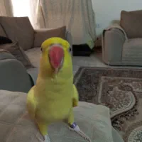 ملنگو زرد و خورشیدی