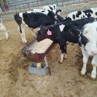 10راس گوساله نر قطع شیر