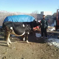 گاو هلندی|حیوانات مزرعه|سراجو, |دیوار