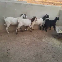 سلام خدمت دوستان ۴راس بزغاله ماده داشتی