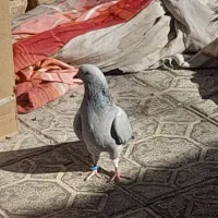 کفتر سبز کلاغ و نارپشت دم سیاه|پرنده|کرمان, |دیوار