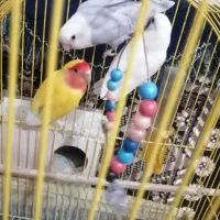 جوجه کوتوله|پرنده|فسا, |دیوار