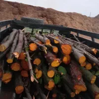 خرید درخت اجرای فضای سبز درختکاری