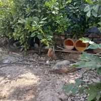 مرغ وخروس محلی