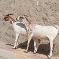دوعدد بز سومال هیکلی دوقلوزا|حیوانات مزرعه|بندرعباس, |دیوار