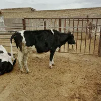 گاووگوساله|حیوانات مزرعه|مبارکه, |دیوار