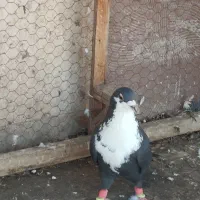 کرباتی. کرواتی