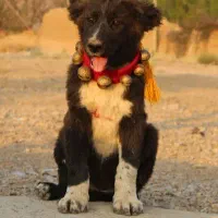 سگ قدرجونی ماده قهدریجانی|سگ|شهرضا, |دیوار