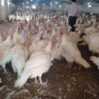 بوقلمون نیمچه فوق سنگین|حیوانات مزرعه|هشتگرد, شهرک اداری|دیوار