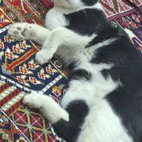 واگذاری گربه نر