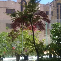 درخت افرا ژاپنی