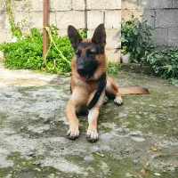 سگ ژرمن ماده