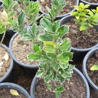 شمشاد|گل و گیاه طبیعی|رانکوه, |دیوار