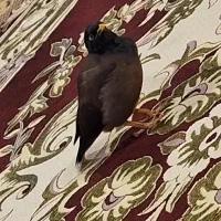 مرغ مینا|پرنده|چمستان, |دیوار