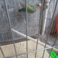 کوتوله برزیلی بالغ