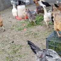 مرغ محلی|حیوانات مزرعه|ثلاث باباجانی, |دیوار