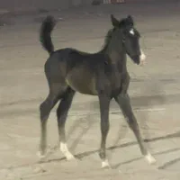 کره مادیان|اسب و تجهیزات اسب‌سواری|بم, |دیوار