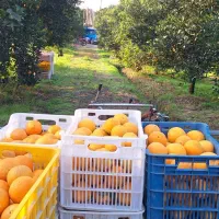 پرتقال تامسون درجه۱