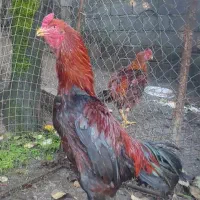 خروس لاری افغان