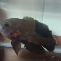 یک عدد اسکار